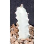 Euphorbia lactea White Ghost 3-inch pots