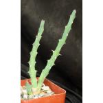 Euphorbia laikipiensis 4-inch pots