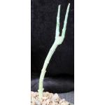 Euphorbia lavrani 4-inch pots