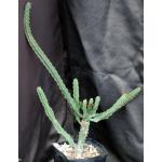 Euphorbia ledienii one-gallon pots