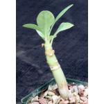 Euphorbia leistneri 4-inch pots