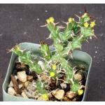 Euphorbia lenewtonii 2-inch pots