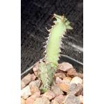 Euphorbia leontopoda (Carter 866) 2-inch pots