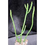 Euphorbia leucodendron ssp. leucodendron 4-inch pots