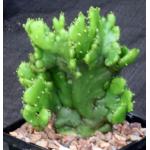 Euphorbia leucodendron (crest) 5-inch pots