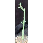 Euphorbia lignosa 4-inch pots
