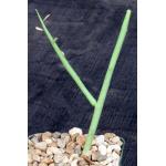 Euphorbia lignosa 4-inch pots