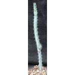Euphorbia louwii 4-inch pots
