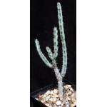 Euphorbia louwii 5-inch pots