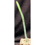 Euphorbia lydenburgensis (DMC 3209) 5-inch pots