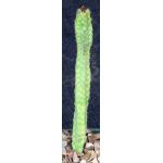 Euphorbia lyttoniana 4-inch pots