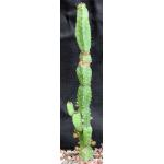 Euphorbia lyttoniana 5-inch pots