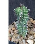 Euphorbia magnicapsula ssp. magnicapsula 4-inch pots