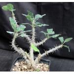 Euphorbia mahafalensis one-gallon pots