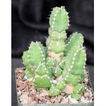 Euphorbia makallensis 5-inch pots