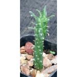 Euphorbia maleolens 2-inch pots