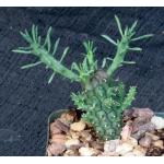 Euphorbia maleolens 4-inch pots
