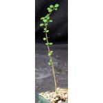 Euphorbia matabelensis 4-inch pots