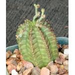 Euphorbia meloformis (GM 223B) 2-inch pots