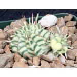 Euphorbia meloformis (variegate 3-inch pots