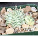 Euphorbia meloformis (variegate 4-inch pots