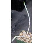 Euphorbia meridionalis 4-inch pots