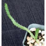 Euphorbia micracantha 2-inch pots