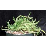 Euphorbia micracantha hybrid 8-inch pots