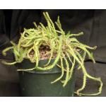 Euphorbia micracantha hybrid 6-inch pots