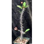 Euphorbia milii var. milii 4-inch pots