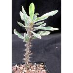 Euphorbia milii cv Fireworks 5-inch pots