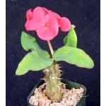 Euphorbia milii cv Raan Clone 2-inch pots