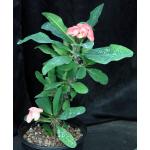 Euphorbia milii cv Thai Hybrid 2-gallon pots