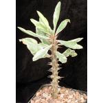 Euphorbia milii cv Fireworks 5-inch pots