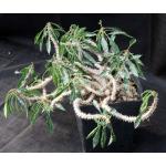 Euphorbia milii var. milii one-gallon pots