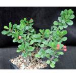Euphorbia milii imperatae x delphinensis 5-inch pots