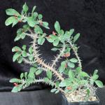 Euphorbia milii var. imperatae one-gallon pots