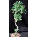 Euphorbia milii cv White Lightning one-gallon pots