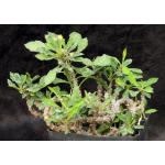 Euphorbia milii x decaryi one-gallon pots