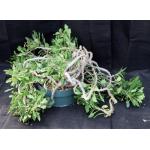 Euphorbia milii x decaryi 8-inch pots