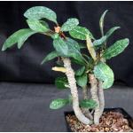 Euphorbia millotii one-gallon pots