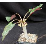 Euphorbia millotii 5-inch pots