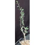 Euphorbia misera 5-inch pots