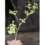 Euphorbia misera 5-inch pots