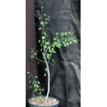 Euphorbia misera 8-inch pots