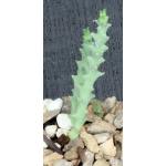 Euphorbia namuskluftensis 3-inch pots