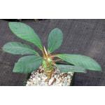 Euphorbia neohumbertii 4-inch pots