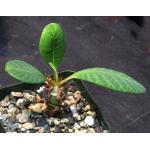 Euphorbia neohumbertii 4-inch pots