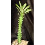 Euphorbia neriifolia one-gallon pots