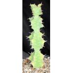 Euphorbia cactus var. tortirama hybrid one-gallon pots